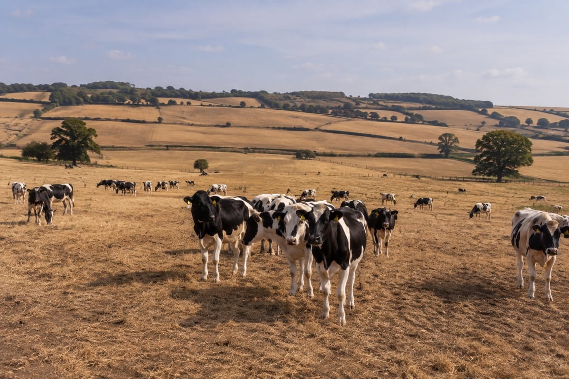 cows